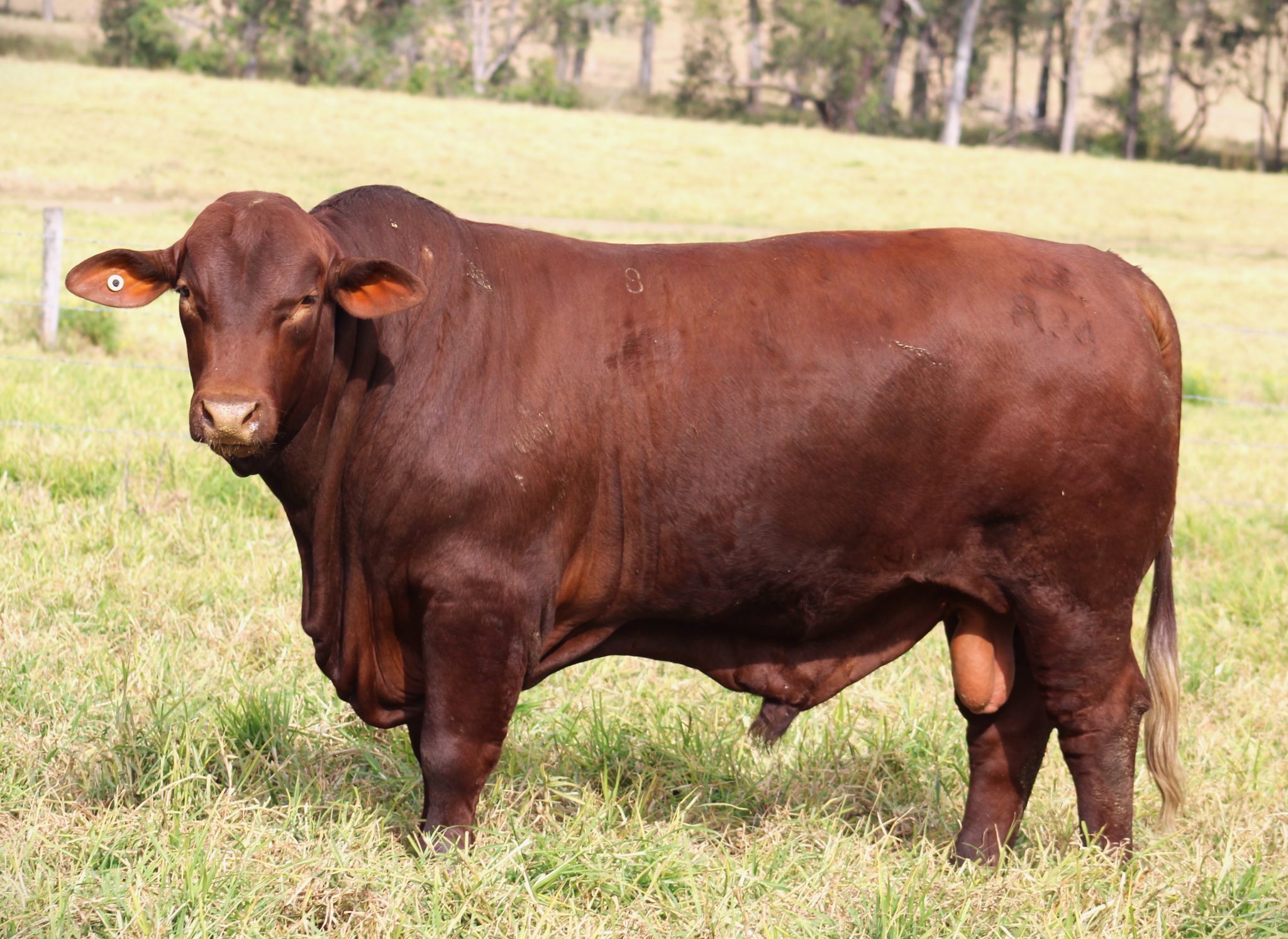 Santa Gertrudis Sales | Talgai Santa Gertrudis